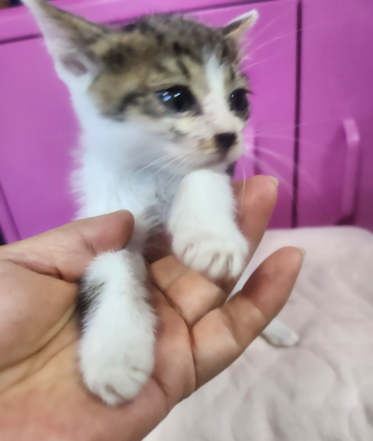 울산유기동물보호센터_431373202400624